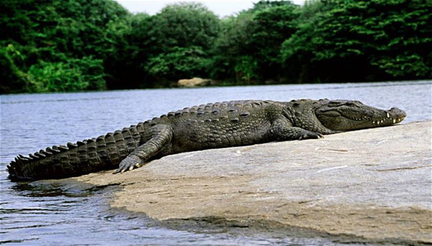 Coccodrillo: il gigante dei rettili esistenti Coccodrillo: il gigante dei rettili esistenti